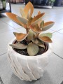 Kalanchoe orygalis