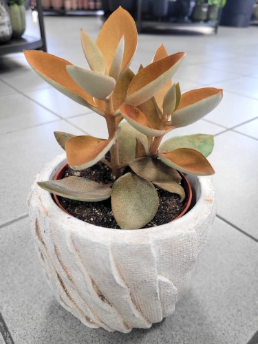 Kalanchoe orygalis