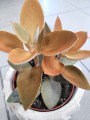 Kalanchoe orygalis