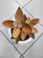 Kalanchoe orygalis