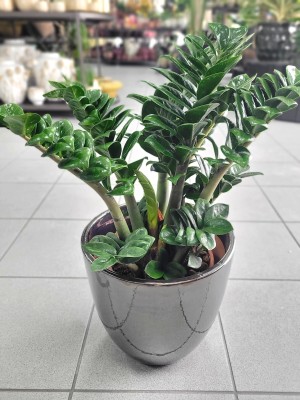 Zamioculcas zamiifolia Zenzi, zamiokulkas L