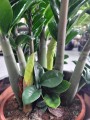 Zamioculcas zamiifolia Zenzi