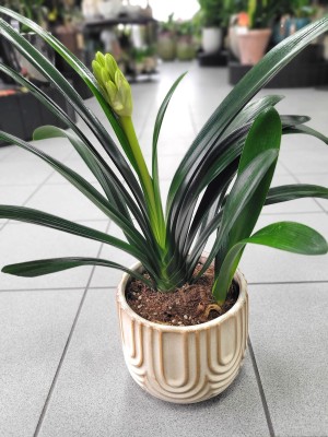 Clivia miniata, kliwia pomarańczowa