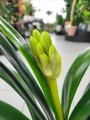 Clivia miniata