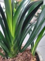 Clivia miniata
