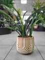 Clivia miniata