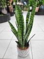Sansevieria Zeylanica