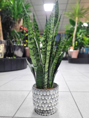 Sansevieria zeylanica