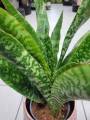 Sansevieria aubrytniana Dragon