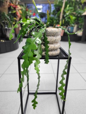 Epiphyllum anguliger, epifilum, zygzak
