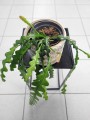 Epiphyllum anguliger