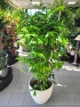 Dracena surculosa