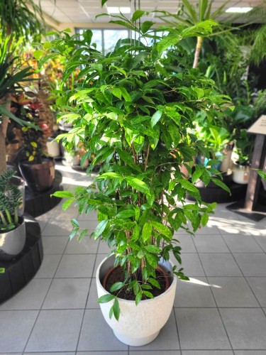 Dracena surculosa