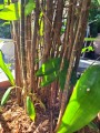 Dracena surculosa