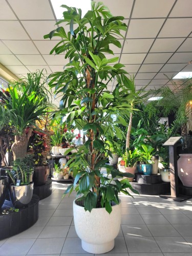 Philodendron Dragon Tail