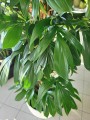 Philodendron Dragon Tail