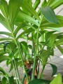 Philodendron Dragon Tail