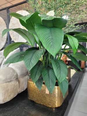 Spathiphyllum Sensation, skrzydłokwiat