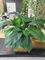 Spathiphyllum Sensation