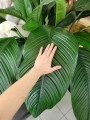Spathiphyllum Sensation