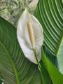 Spathiphyllum Sensation