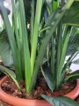 Spathiphyllum Sensation