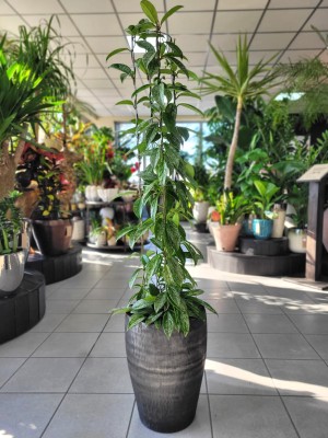 Hoya carnosa Silver Spot, hoja różowa na podporze