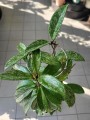 Hoya Carnosa Silver Spot