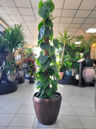 Philodendron Scandens