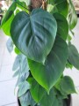 Philodendron Scandens