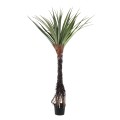 Pandanus