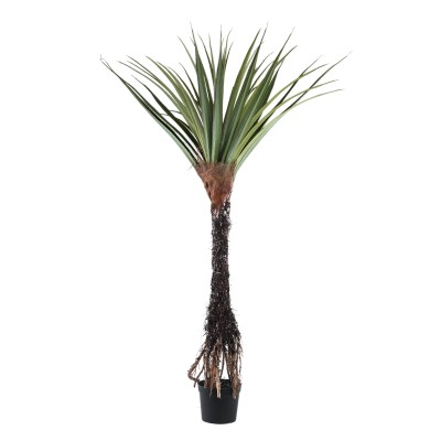 Pandanus PTMD 