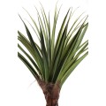Pandanus