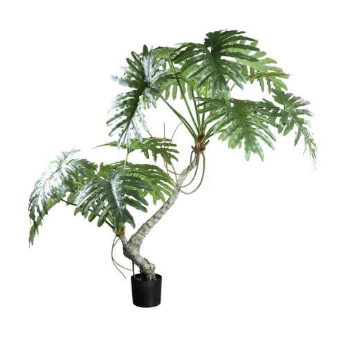 Filodendron