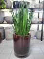 Sansevieria