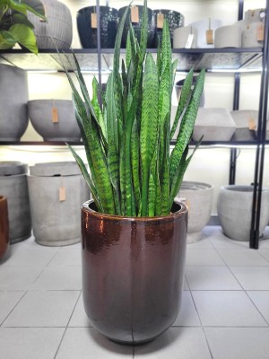 Sansevieria zeylanica XL