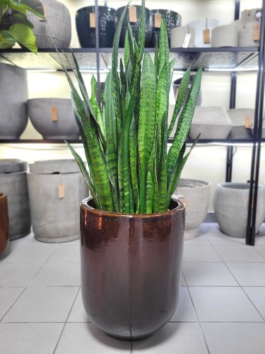 Sansevieria