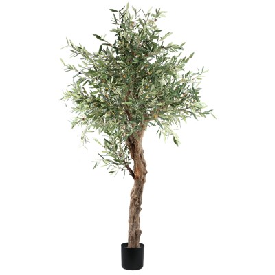 Drzewo oliwne PTMD