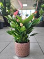 Anthurium Lilli