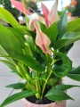Anthurium Lilli