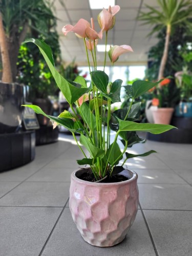 Anthurium Dakota