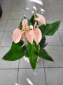Anthurium Dakota