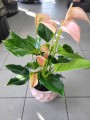 Anthurium Dakota