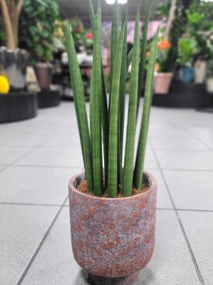 Sansevieria cylindrica
