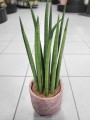 Sansevieria Cylindrica