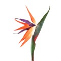 Kwiat strelicji