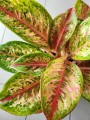 Aglaonema Painted Celebration