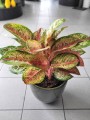 Aglaonema Painted Celebration