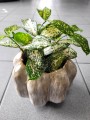 Dracena surculosa