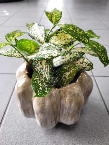 Dracena surculosa